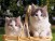 3 Dimensional Lenticular Poster with Frame: Cats in Basket (1)